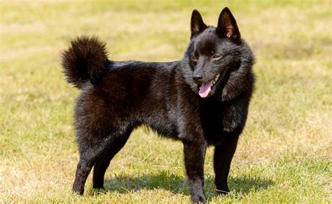 Schipperke Puppies For Sale | Greenfield Puppies