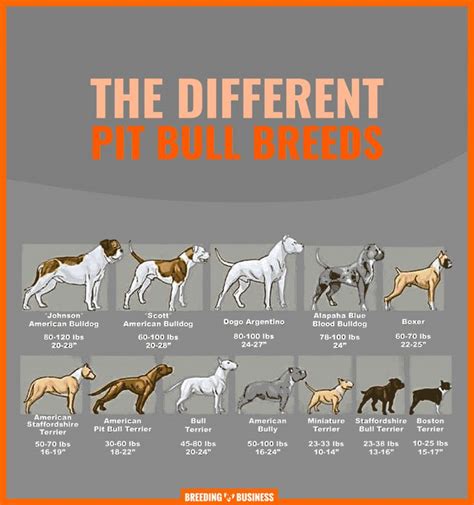 Different Types of Pitbulls