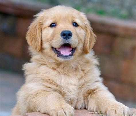 Golden Retriever De Raza Pura - $ 380.000 en Mercado Libre