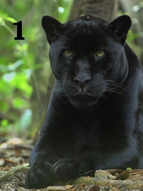 Black Panther - 8x10 Full Color Prints | Animals beautiful, Cute baby ...