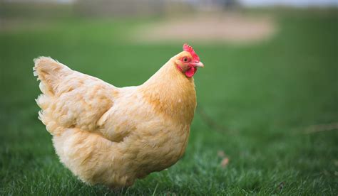 Orpington Chicken Breed Profile - Farmhouse Guide