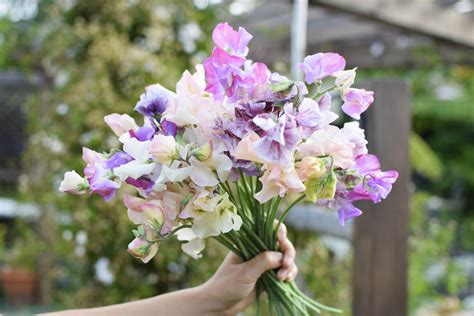 Growing Sweet Peas ~ Lovely, Scented Cut Flowers | Freckled Californian ~ A California Gardening ...