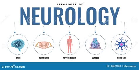 Studying Neurology Infographic Composition Stock Vector - Illustration ...