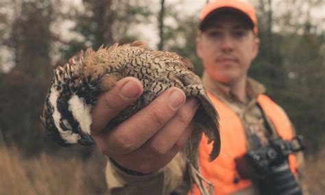 Bobwhite Quail Hunting - Articles, History, Videos, Podcasts and More