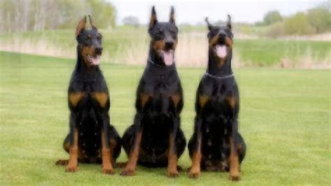 Dog Facts: Doberman Pinschers | Healthy Paws