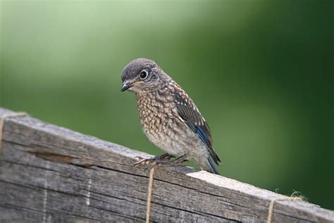 Fledging & Fledglings - Sialis.org: Info on Bluebirds & Other Small Cavity Nesters