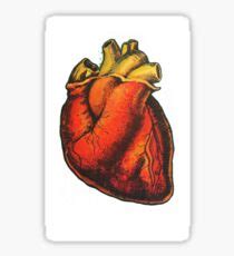 Anatomical Heart: Stickers | Redbubble