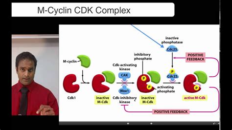 M Cyclin CDK Complex - YouTube