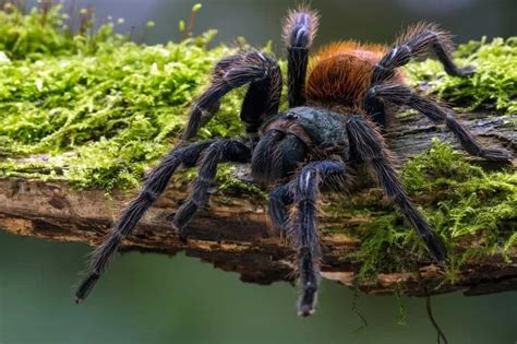 10 Different Types of Tarantulas