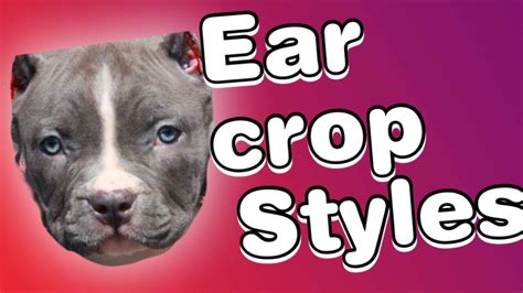 Ear Cropping Styles