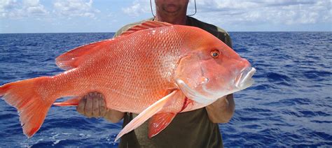 Red Emperor Snapper Fishing in Guam - FishingBooker