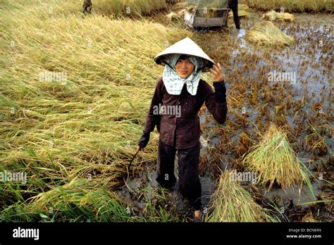 vietnam rice fields mekong delta Stock Photo - Alamy