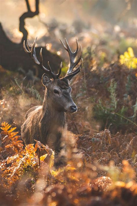 Crisp Autumn Morning | Autumn animals, Wild animals photography, Deer photography