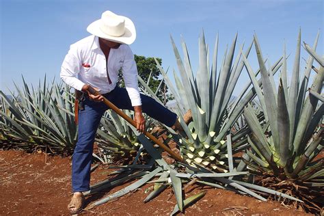 Tequila & Mezcal: It's All About the Agave | Distiller