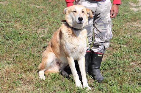 dogsofportugal | rehoming abandoned dogs in Portugal