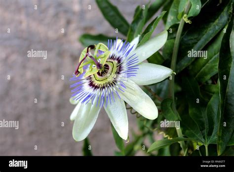 Blooming fully open beautiful unusual Passion fruit or Passiflora edulis or Maracuja or Parcha ...