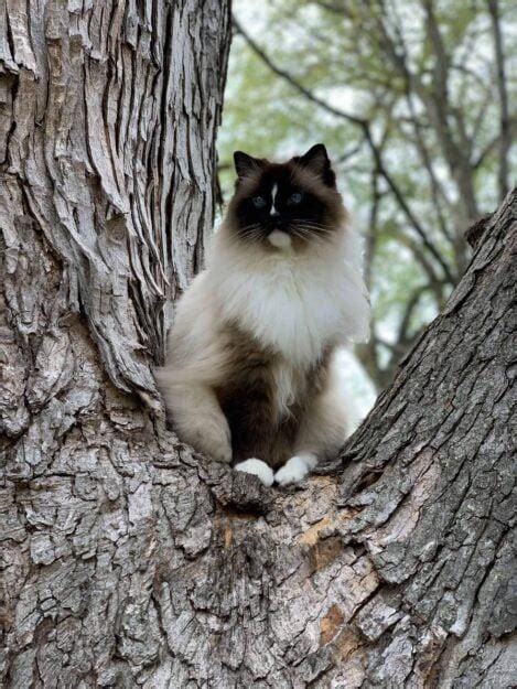 Discover a Ragdoll Cat Rescue For Ragdoll Cat Adoption - animalonly.com