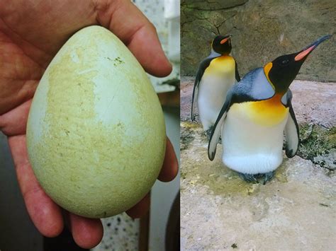 Trio of King Penguin Eggs Laid At Birdland | Birdland Park & Gardens