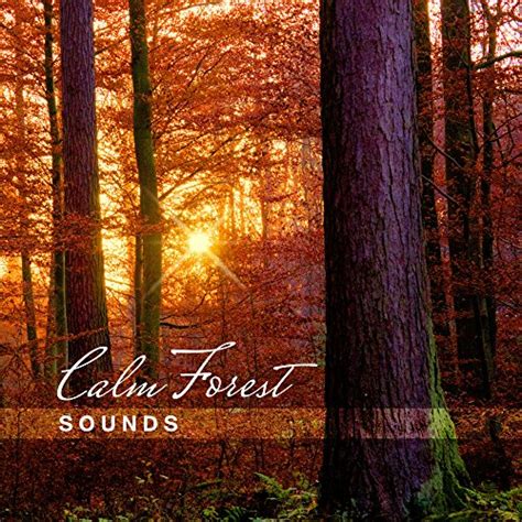 Spiele Calm Forest Sounds – Soothing & Relaxing New Age Music, Nature ...