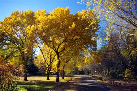 American Elm - Ulmus Americana | Deciduous Trees | Cold Stream Farm