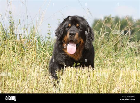 Dog Tibetan Mastiff / do-khyi / Tibetdogge adult portrait Stock Photo ...