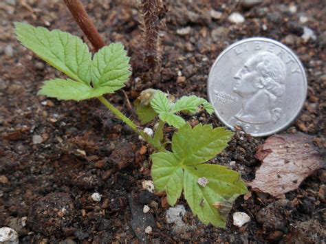 diagnosis - Raspberry leaf curl disease? Can this be treated or prevented? - Gardening ...