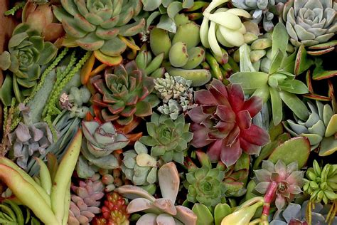 Want to multiply your succulent collection without breaking the bank ...