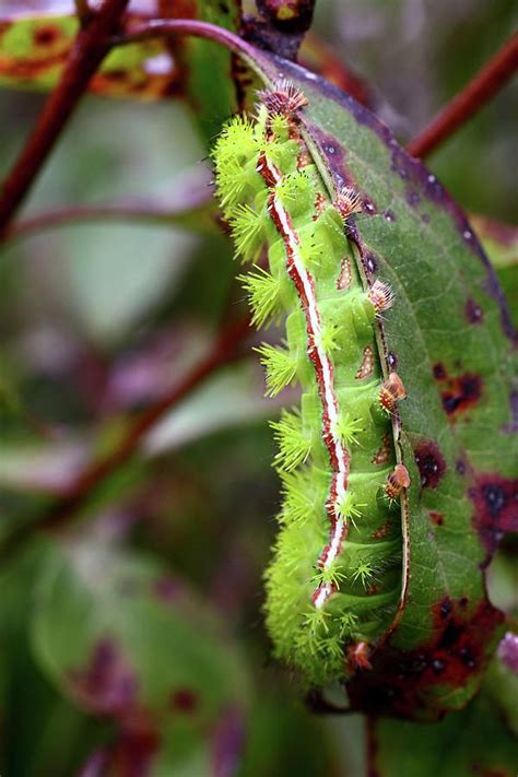 Io Moth Caterpillar Photograph by Zachary Maser - Pixels