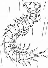 Centipede Coloring Pages  Coloring Nation sketch template