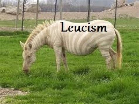 Leucism! What is it? - YouTube