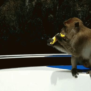 Monkey Greedy GIF - Monkey Greedy Banana - Discover & Share GIFs