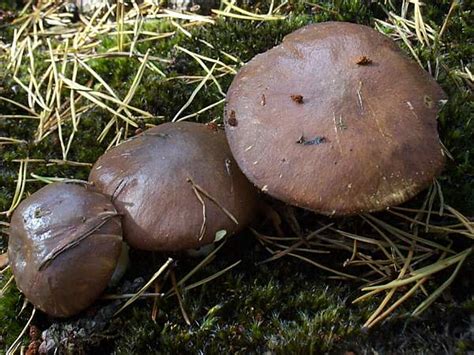 Suillus luteus, Slippery Jack mushroom