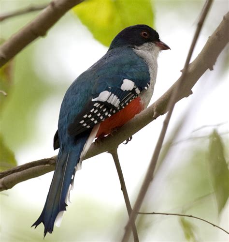 Birds of Cuba | Wildlife Journal Junior