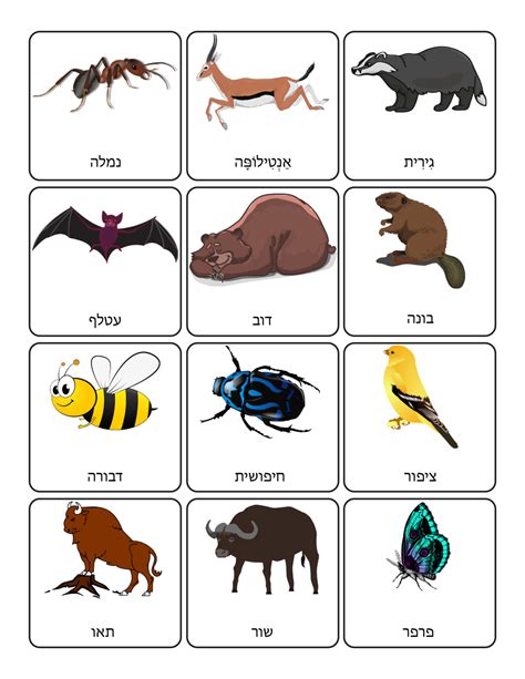 119 Hebrew Animals' Names Vocabulary Flashcards Labels for Classroom | Made By Teachers