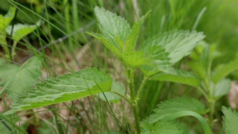 Nettle Plant Identification – Herbal Walk Series | Plants, Plant identification, Herbalism