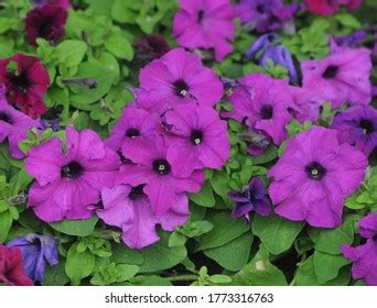 831 Periwinkle varieties Images, Stock Photos & Vectors | Shutterstock