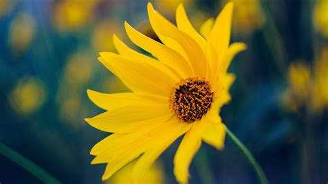 Hd Yellow Flowers Wallpapers