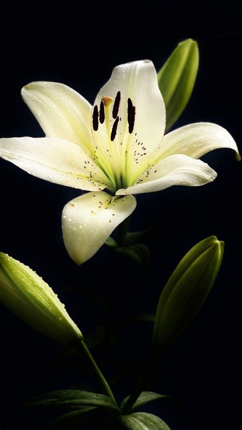 Lily Flower Wallpapers - Top Free Lily Flower Backgrounds - WallpaperAccess