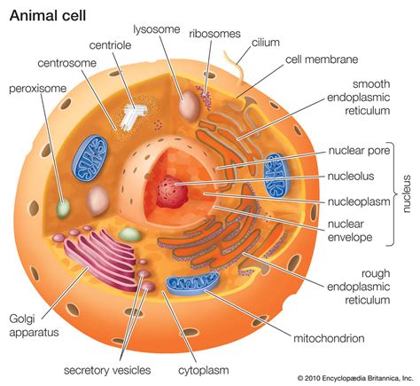 Cell Theory Diagram