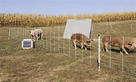 Electric Fence for Pastured Pigs & Hogs - Premier1Supplies