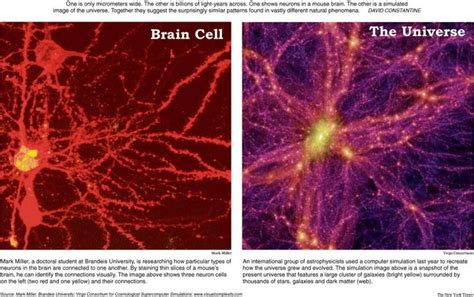 The brain VS. The universe | Neurons, Universe, Nature