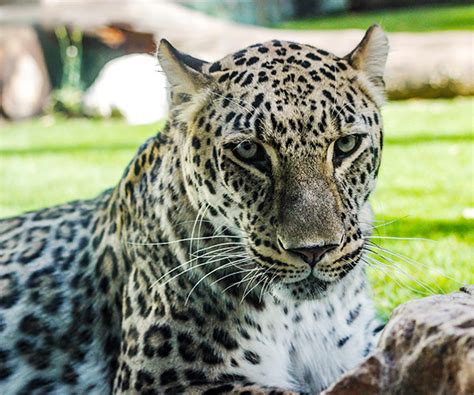 ¡Descubre el fascinante mundo de los animales en Zoo Madrid!