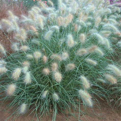 Pennisetum villosum 'Cream Falls' Feathertop Grass | Ornamental grasses, Fountain grass, Grass