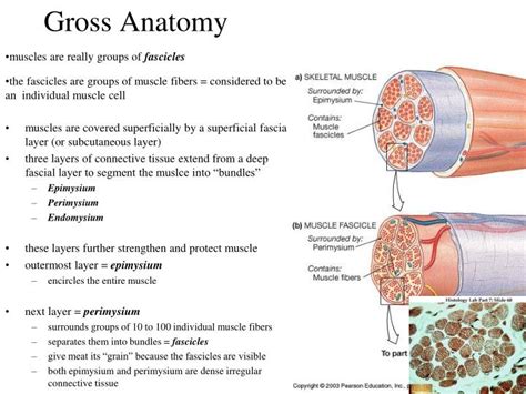 PPT - THE MUSCULAR SYSTEM: SKELETAL MUSCLE TISSUE AND MUSCLE ...