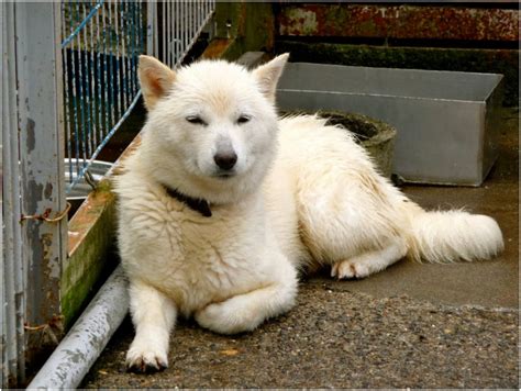 Hokkaido Dog - Pictures, Rescue, Puppies, Breeders, Temperament | Animals Breeds