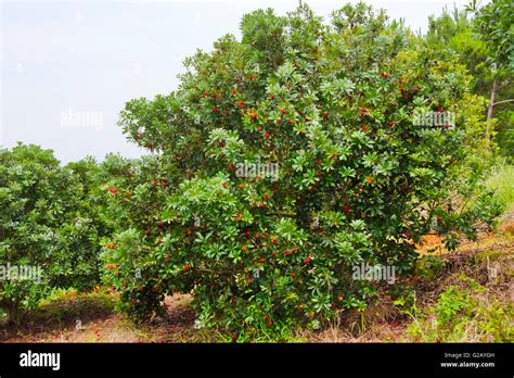 Yangmei, Chinese bayberry (Myrica rubra) tree, Fujian Province, China ...