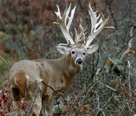 Apple Creek Whitetails. | Big deer, Whitetail deer hunting, Mule deer