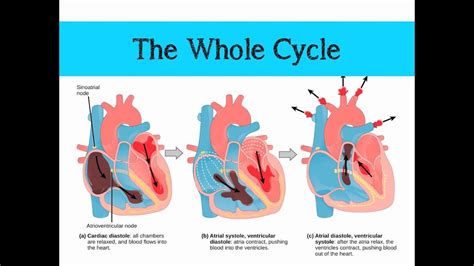 The Mammalian Heart & Cardiac Cycle - YouTube