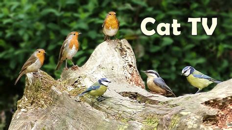 Cat TV : Chirping Birds - A Video for Cats to Watch - YouTube