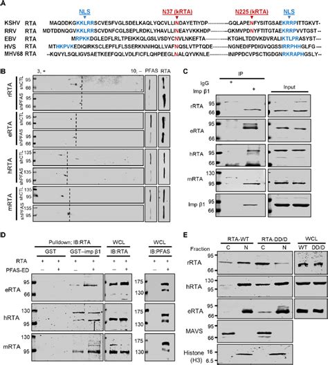 PFAS-mediated deamidation regulates the nuclear import of RTA proteins ...